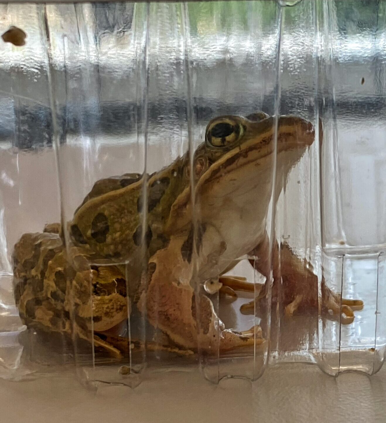 MuseumLife, More Baby Frogs! – Florida Museum Blog